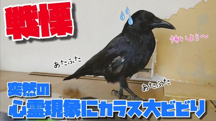 【心霊現象】突然の心霊現象にビビる弱虫カラスです。 覗かん猫&モグモグ姐御&エア食い犬&早すぎ亀 20200918、カラス&四つ足カルテット