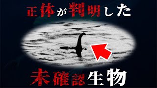 すでに正体が判明してしまった未確認生物5選がヤバすぎた…【 都市伝説 UMA 未確認動物 】