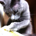 【心霊現象】【開運動画】猫さんの周りを霊魂（オーブ）が飛ぶ👻Souls fly around the Cat.