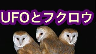 【UFO】フクロウとUFOとエイリアンアブダクション