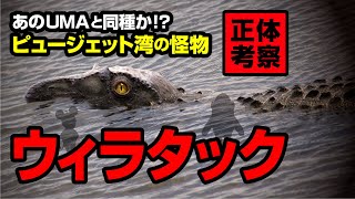 あのUMAと同種か！？ピュージェット湾の怪物 ウィラタック