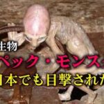 【謎の怪生物UMA】メテペック・モンスター【日本でも目撃された！】