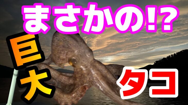 防波堤で未確認生物と遭遇!!UMA？【岩手三陸釣り紀行】