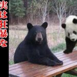 パンダもUMAだった？未確認生物だった動物たちが衝撃【都市伝説】【心霊】