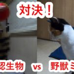 【野獣ミッコ】対決！未確認生物VS野獣ミッコ【三毛猫】