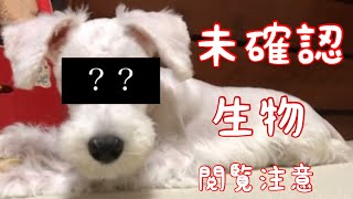 【番外編】閲覧注意　未確認生命体が可愛い過ぎた！【Zzzz】