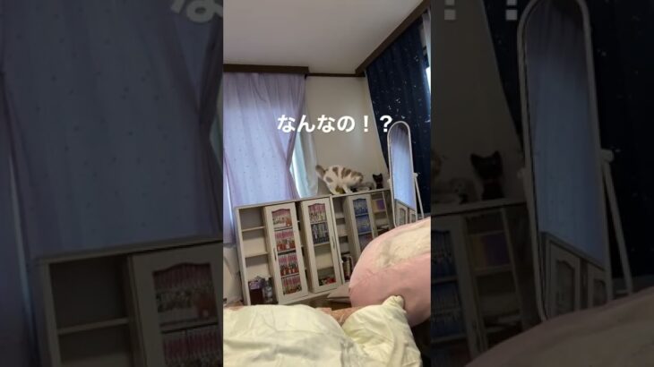 心霊現象っぽいことがおきてビックリする猫　#shorts #猫 #スコティッシュフォールド #cat