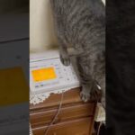 心霊現象　猫が留守電押したら呪いの音声が聞こえてきた