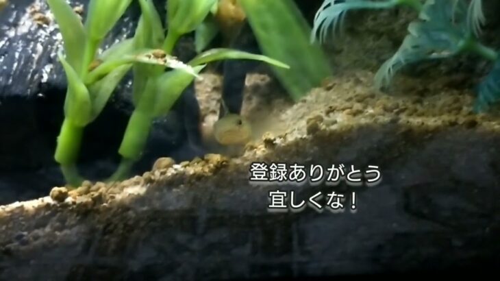 #暇潰しにどーぞ未確認生物の日常