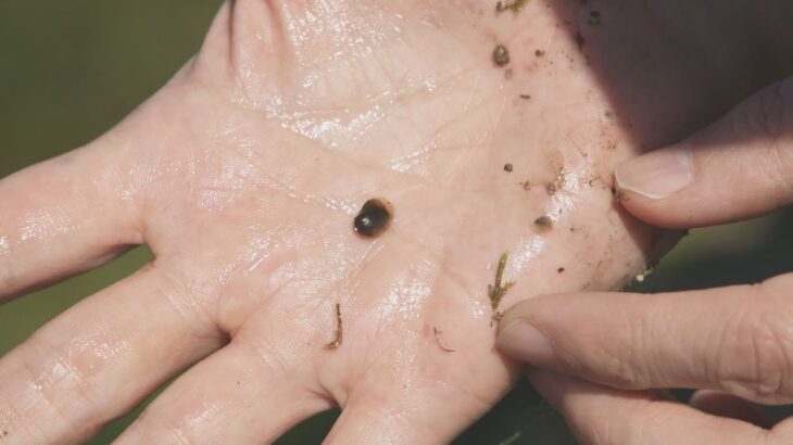 未知の生物をカメラがとらえた？北海道で未確認の