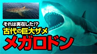 それは実在した！？古代の巨大ザメ メガロドン