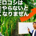 【図解】とうもろこしはどのように育っているのか【都市伝説?!】