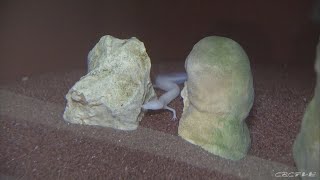 ツチノコやカッパなど未確認生物の展示会　愛知・碧南海浜水族館