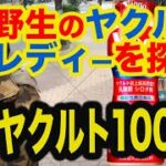【検証】ヤクルトレディから買う「ヤクルト1000」は濃度が濃い!? 都市伝説を取材!!