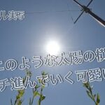 【キュート】ウニのような太陽の横をヨチヨチ進んでいく かわいいUFO