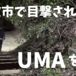 【未確認生物】丹波市で目撃されるUMAを探せ！