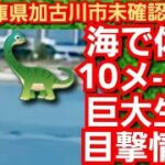 海で体長10メートル巨大生物目撃情報‼️通称ムッシ-‼️未確認生物‼️兵庫県加古川市高砂向島公園‼️2022年7月20日‼️🙇‍♂️