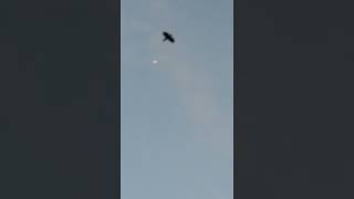 UFO Over Pärnu (Estonia) – НЛО над Пярну (Видео от друга канала Астралионика, Елены Талзи)