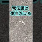 【未確認生物/UMA】なんですかこれ？まさか竜の化石！完全に度肝を抜かれました。だって完全に竜ですよ。