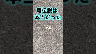 【未確認生物/UMA】なんですかこれ？まさか竜の化石！完全に度肝を抜かれました。だって完全に竜ですよ。