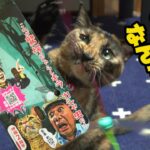 うちのネコ　Catty Manのじゃれ猫謎の未確認生物で大興奮状態のになるのか！？