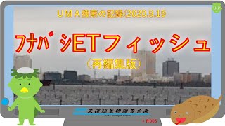 再編集【未確認生物調査企画】現地調査　フナバシETフィッシュ（2020.9.19）