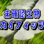 【ゆっくり解説】どのような仕組みでUMAが撮れるのか　-未確認生物スカイフィッシュ-