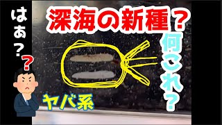 【なんじゃこれ】未確認生物？水中を浮遊する生物がいたんですけど！触ると形が変わります！大きさは小さいｮ。