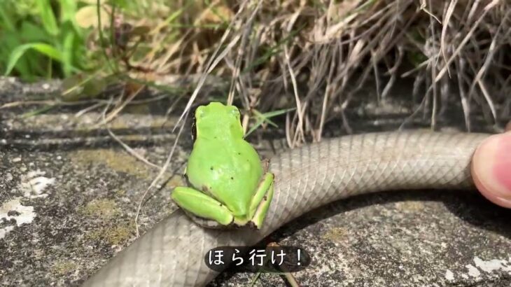 未確認生物の・・・・・