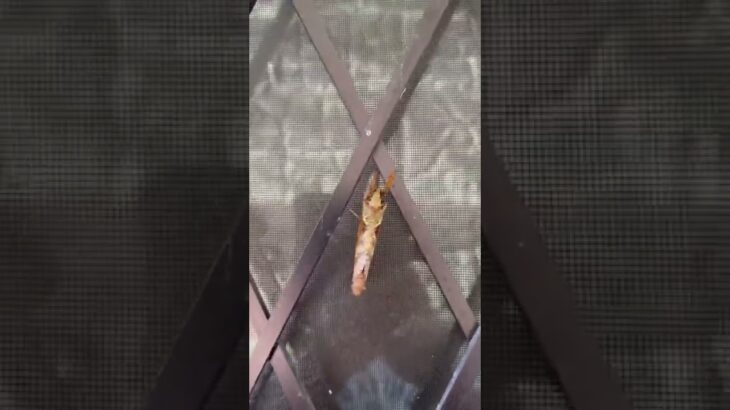 [未確認生物]なんだこの虫は😱 Unidentified creature What is this insect?