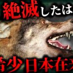 【未確認生物/UMA】聖獣か害獣か？絶滅したはずのUMA「ニホンオオカミ」