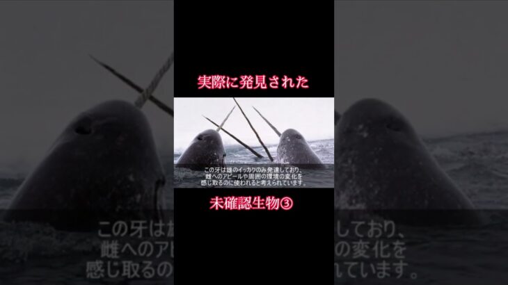 【衝撃】実際に発見された未確認生物③ #衝撃 #未確認生物 #発見 #イッカク #shorts