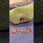 【おもしろ】何やこれ‼️頭デカっっ‼️猫⁉😹未確認生物発見か⁉️🤣#shorts #uma