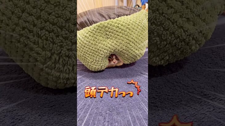 【おもしろ】何やこれ‼️頭デカっっ‼️猫⁉😹未確認生物発見か⁉️🤣#shorts #uma