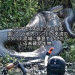 未確認生物ファイル100　ングマ・モネネ