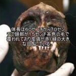 未確認生物ファイル108　ウクマール