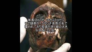 未確認生物ファイル108　ウクマール