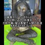 未確認生物ファイル119　ジェングロット