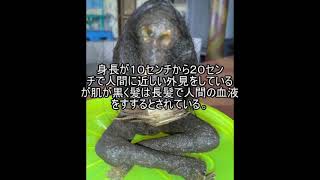 未確認生物ファイル119　ジェングロット