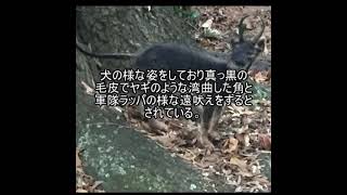 未確認生物ファイル158　オザークの獣