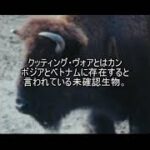 未確認生物ファイル164　クッティング・ヴォア