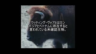 未確認生物ファイル164　クッティング・ヴォア