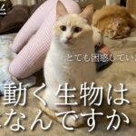 17時半、未確認生物（赤ちゃん）に困惑する猫【27】ーYuki is confused with the baby