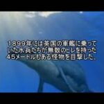 未確認生物ファイル85　ムカデクジラ