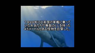 未確認生物ファイル85　ムカデクジラ