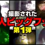 【映像】撮影された 獣人ビッグフット 第１弾