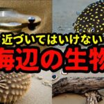 絶対に近づいてはいけない海辺の生物4選【UMA】【未確認生物】【最新】