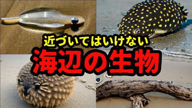 絶対に近づいてはいけない海辺の生物4選【UMA】【未確認生物】【最新】