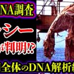 【ゆっくり解説】ネッシーの正体が判明！？最新DNA調査で正体は解明されたか？【UMA・未確認生物】