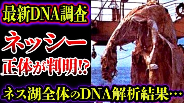 【ゆっくり解説】ネッシーの正体が判明！？最新DNA調査で正体は解明されたか？【UMA・未確認生物】